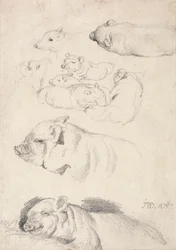 Studies van varkens