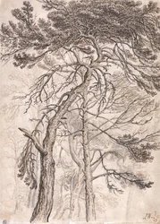 Studie van Bomen
