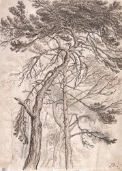 Studie van bomen