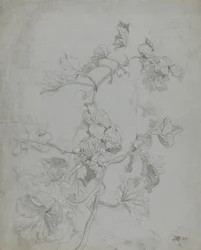 Studie van een Klimplant (Pompoenfamilie)