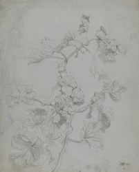 Studie van een Klimplant (Pompoenfamilie)