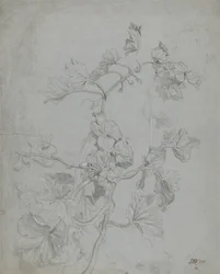 Studie van een klimplant (Pompoenfamilie)