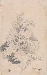Studie van een distel