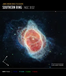 Zuidelijke Ringnevel