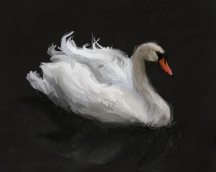 Sierlijke witte zwaan