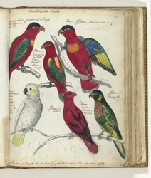 Vogels van Ambon