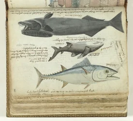 Een tonijn, een haai en een remora