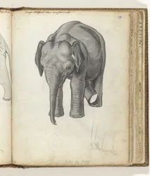 Jonge olifant