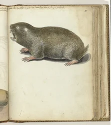 Kaapse mol