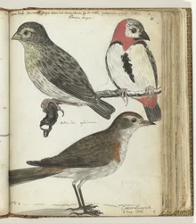 Kaapse vogels