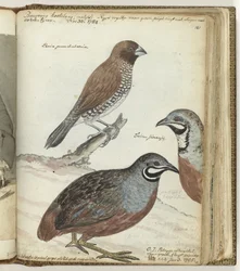 Rijstvogel en Oostindische kwakkels
