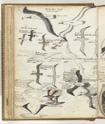 Zeevogels