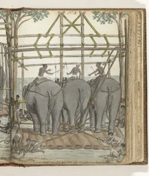 Temmen van een wilde olifant in de tijdelijke stal, achteraanzicht