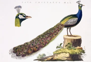 Pauw, ca. 1809-1829