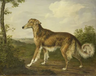 Siberische windhond