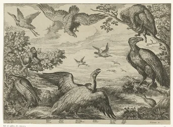 Verschillende vogels en een aap
