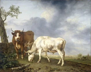 Ossen in de wei