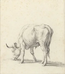 Grazende stier