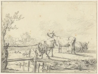 Koeien in een wei