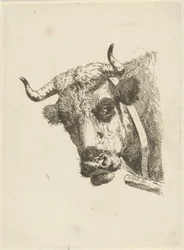 Koeienkop