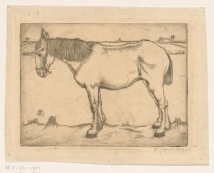 Paard