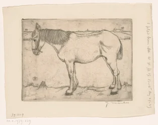 Paard