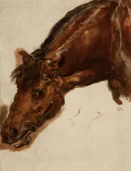 Studie naar het hoofd van een paard