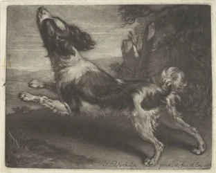Rennende hond, mogelijk een spaniël