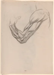 Anatomische studie van de spieren van een rechterarm