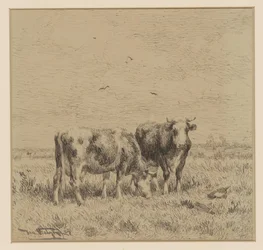 Twee koeien in een weiland