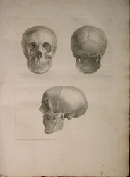 Albinus II, Pl. I, illustratie uit 