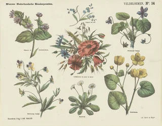 Veldbloemen