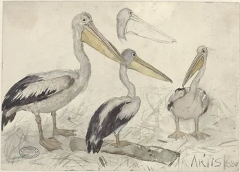 Pelikanen in Artis Zoo
