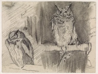 Twee studies van een uil