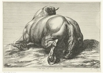 Gesneuveld paard op de buik van achter gezien