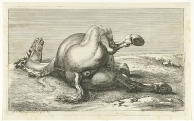 Gesneuveld paard van achter gezien