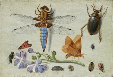 Een Meikever, Kever, Pissebedden en andere Insecten, met een Takje Auricula, vroege 1650s