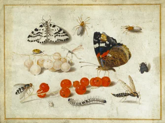 Vlinder, rups, mot, insecten en bessen, ca. 1650-65