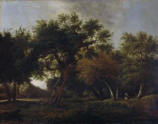 Uitzicht in het bos