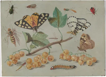 Studie van Vlinder en Insecten