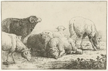 Schapen