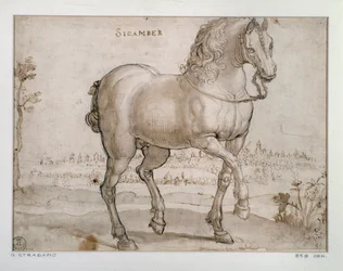 Studie voor een Sicamber paard