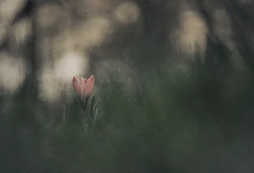 Dromerige roze bloem