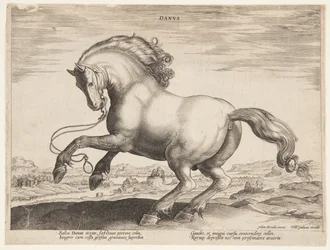 Een Deens paard, uit de vierde set van "Equile Joannis Austriaci"