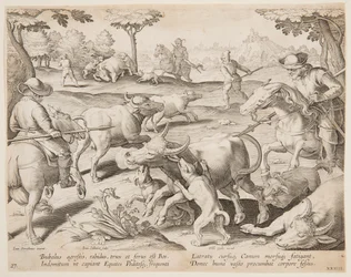Buffeljacht, plaat 27 in de Venationes Ferarum, Avium, Piscium serie