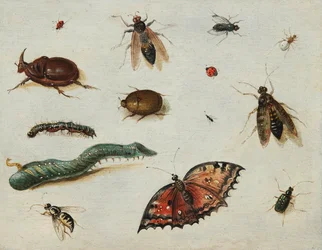 Insecten