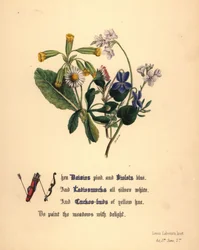 Madeliefjes, Viooltjes, Pinksterbloemen en Koekoeksbloemen