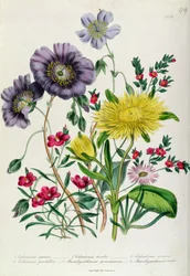 Calandrinia, plaat 18 uit 