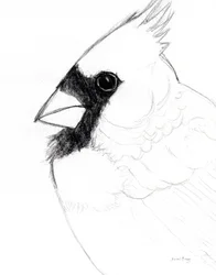 Kardinaal Close Up, ca 2025 (potlood op papier)