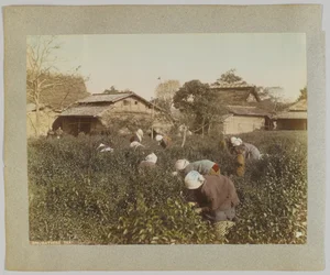 Thee plukken, Japan